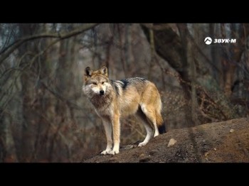 Артур Кунижев - Одинокий Волк